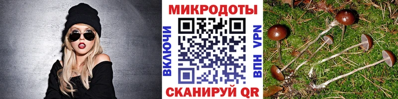 наркота  Никольск  Псилоцибиновые грибы Cubensis 